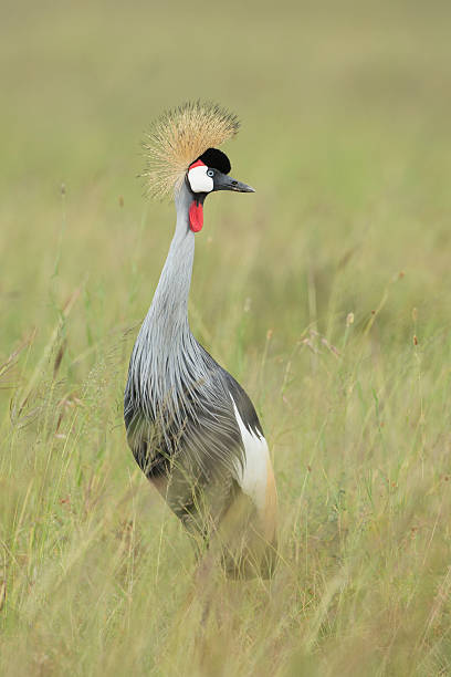 istock Grey Crowned crane (Balearica regulorum), Tanzania 474156815
