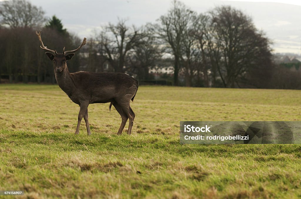 Deer - Photo de Animal femelle libre de droits