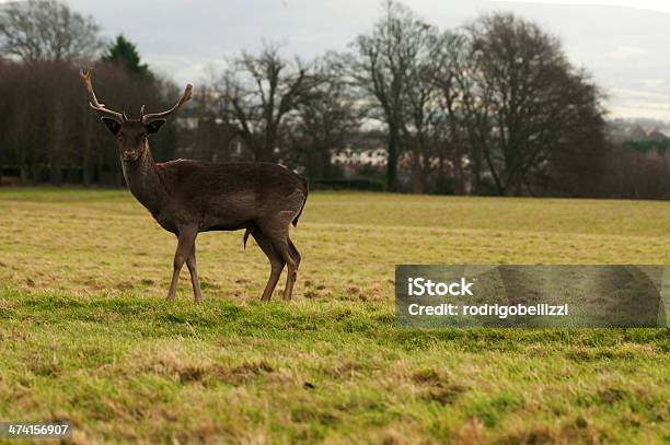 Photo libre de droit de Deer banque d'images et plus d'images libres de droit de Animal femelle - Animal femelle, Animal mâle, Animaux à l'état sauvage