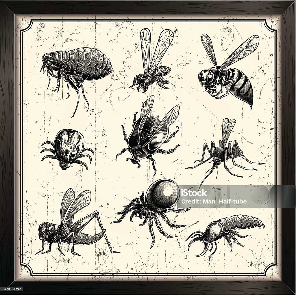 Flash Insect Image Vector Vector Insects Stock Illustration - Download Image Now - Vector, Flea ...