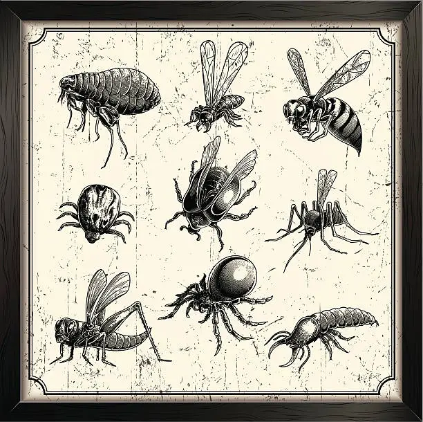 Vector illustration of vector insects