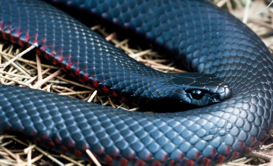 Close up of the head and one loop of a red-bellied black snake (Pseudechis porphyriacus)