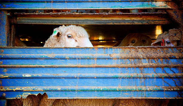 Sheep being transported in truck stock photo