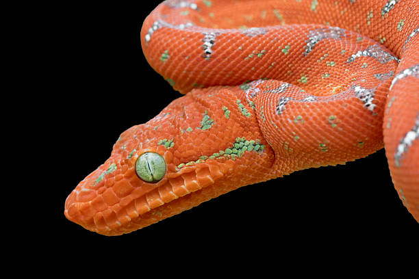 Emerald tree Boa (Juvenile Red Phase) Isolated on Black Emerald tree Boa (Juvenile Red Phase) Isolated on Black green boa snake corallus caninus stock pictures, royalty-free photos & images