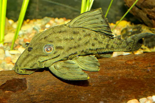 Photo of Suckermouth fish