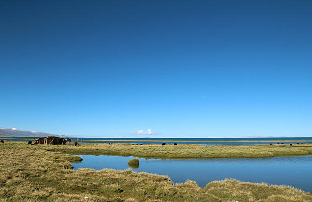 Beautiful grasslands with yaks, Namtso Lake, Tanggula Mountains and blue sky in Tibet, China