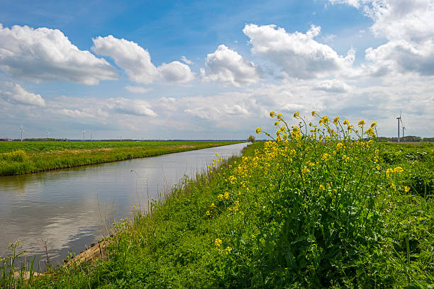istock Wild flowers along a sunny canal in spring 474171014