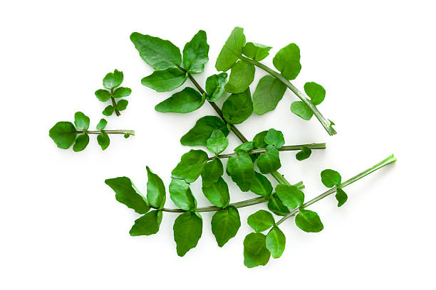 Watercress Isolated on White Background Overhead View stock photo