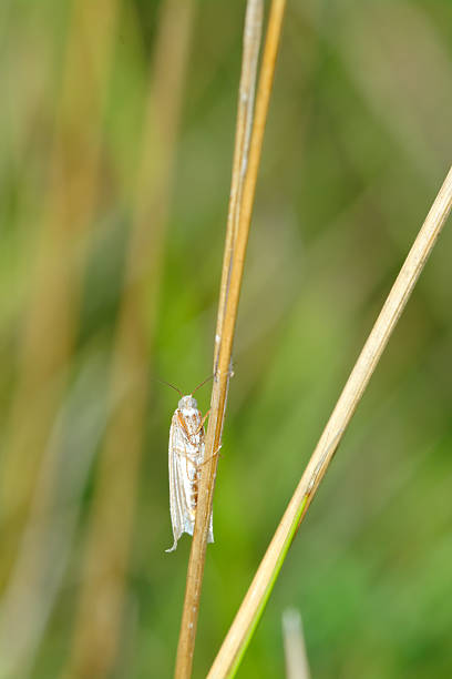 istock Butterfly on a blade of grass 474171450