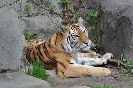 Amur tiger at Brookfield Zoo