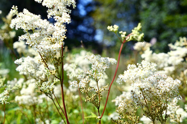 istock Meadowsweet or Filipendula Ulmaria. 474171779