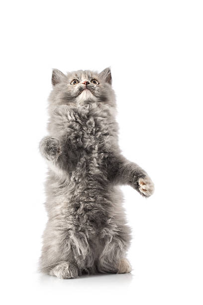 istock Portrait of a little cat or kitten isolated 474172096