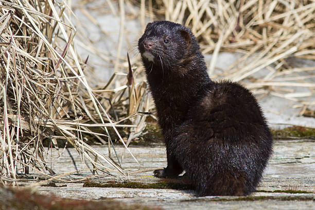 istock American mink which sits on a wooden bridge 474172430