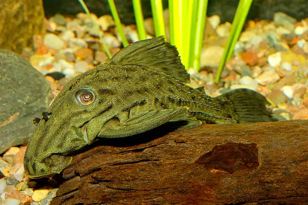 Photo of Suckermouth fish