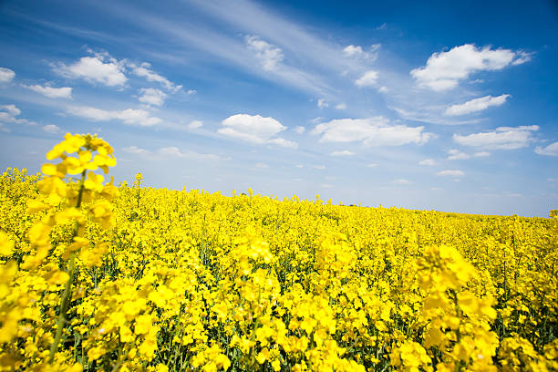 istock Yellow rapeseed on the blue sky 474173832