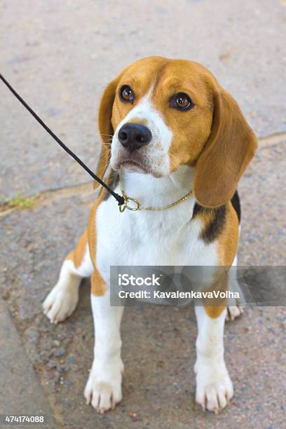 Dog Beagle Breed Sitting On The Green Grass Stock Photo - Download Image Now - 2015, Animal, Beagle