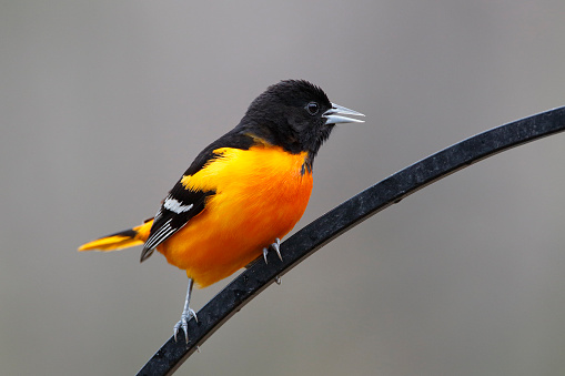 Male Baltimore Oriole (Icterus galbula) Calling while Perched on Wrought Iron Hanger in Spring - Ontario, Canada