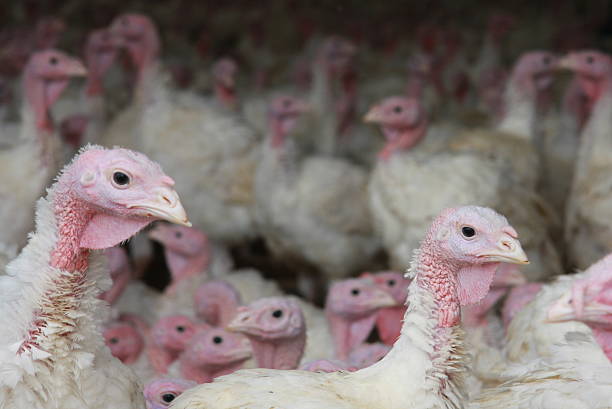 istock Iowa Turkeys View Their World 474174890