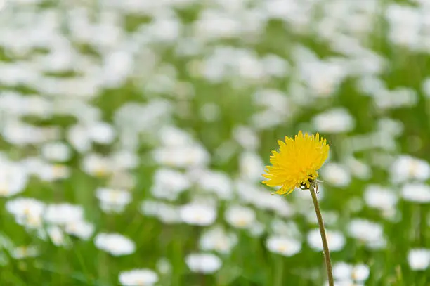 Photo of Dandelion flower