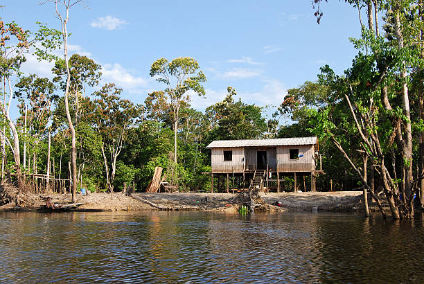floresta amazónica: ao longo do rio amazonas, brasil perto manaus - drausen imagens e fotografias de stock