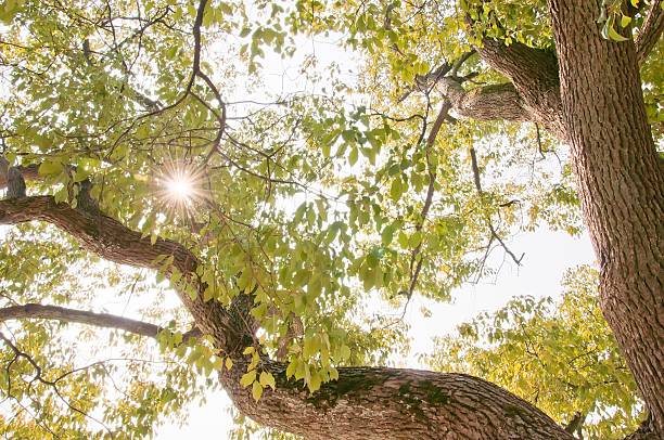 sunlight through the leaves stock photo