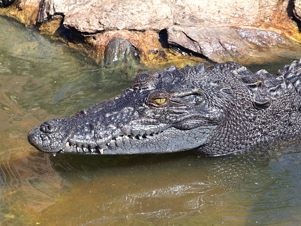 istock Crocodiles close up in Thailand 474175614