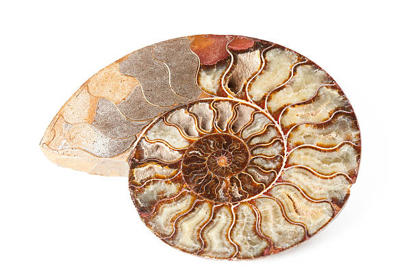 istock Beautiful ammonite mineral isolated 474176553