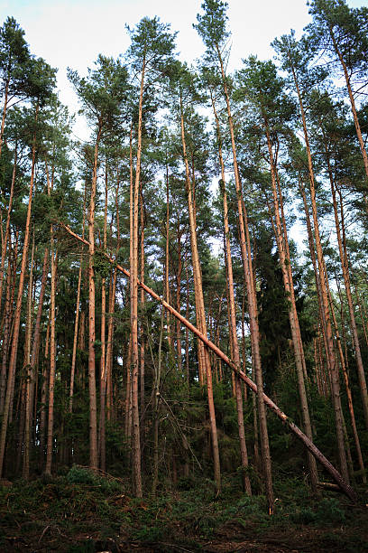 floresta com árvores caída - uprooted vertical leaf root imagens e fotografias de stock