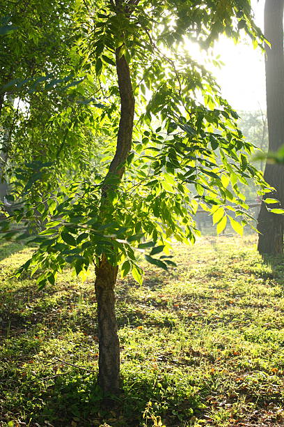 森 - forest sunbeam tree light ストックフォトと画像