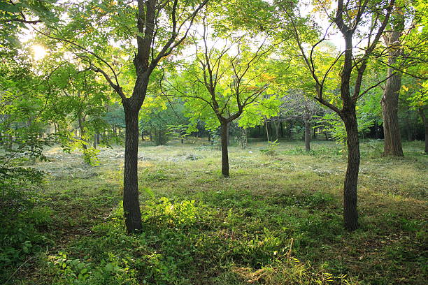 林 - forest sunbeam tree light ストックフォトと画像