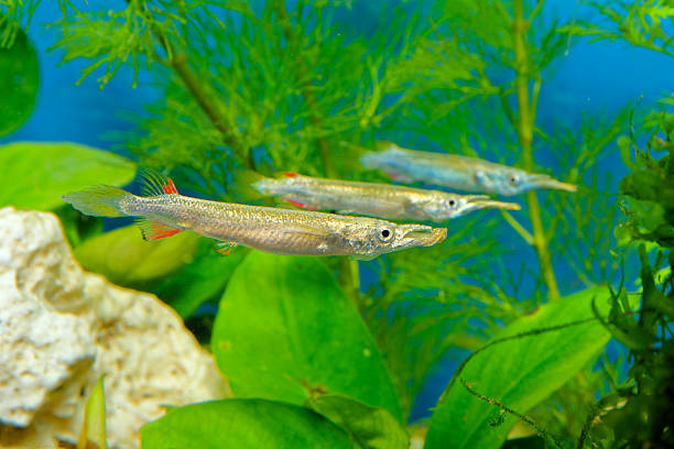 istock Nomorhaphus fishes 474178172