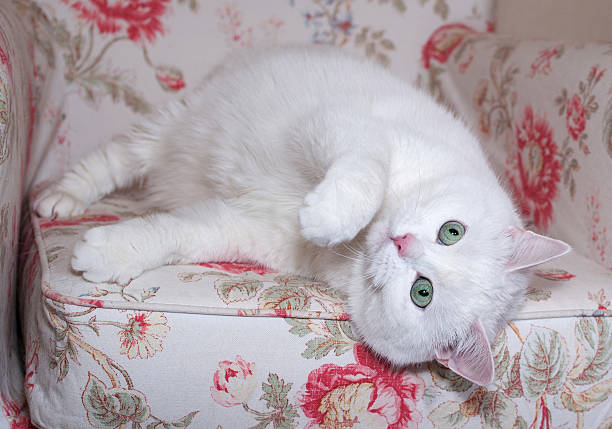 istock Fluffy white cat lies on chair 474178912