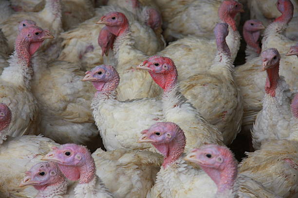 istock Iowa Turkeys Up Close 474179340