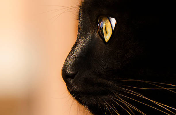 close-up of cat eyes stock photo