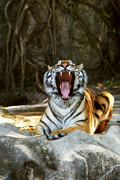 Bengal Tigers Bengal Tigers tiger safari animals close up front view stock pictures, royalty-free photos & images