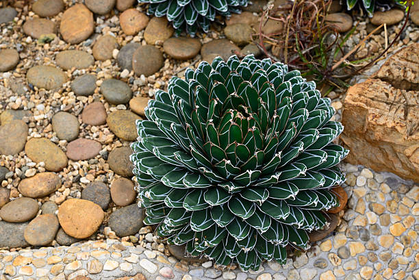 istock beautiful Agave Cactus in the garden 474180142