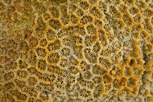 istock closeup Dead brain coral eastern of Thailand 474180168