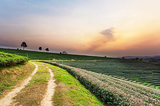 istock Sunset view of tea plantation landscape 474182402