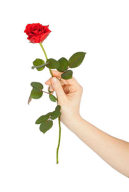 istock female hand holding a red rose 474182597