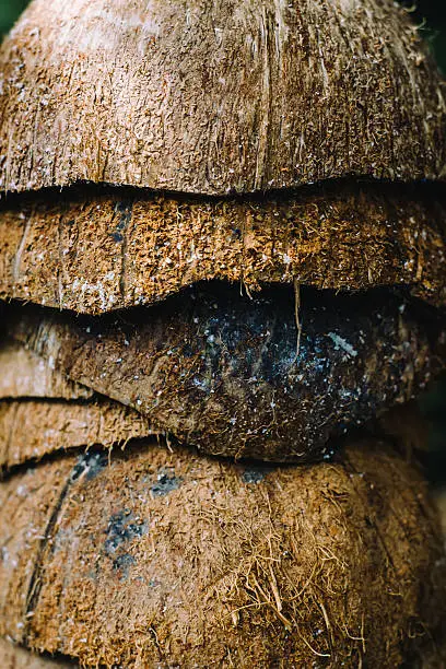 Photo of Pile of discarded coconut husks