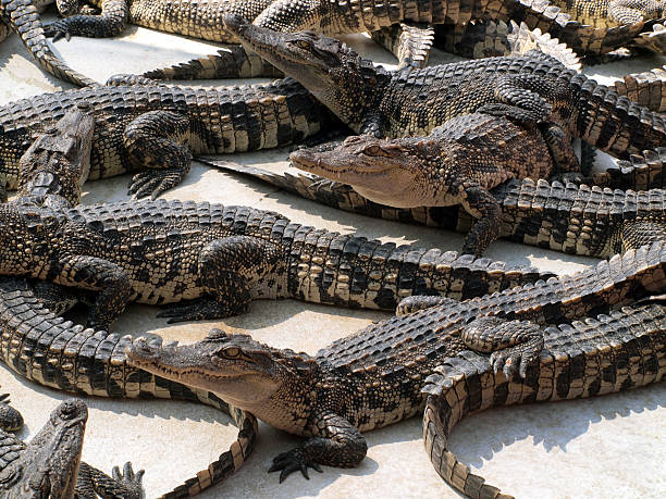 istock Crocodiles close up in Thailand 474183182