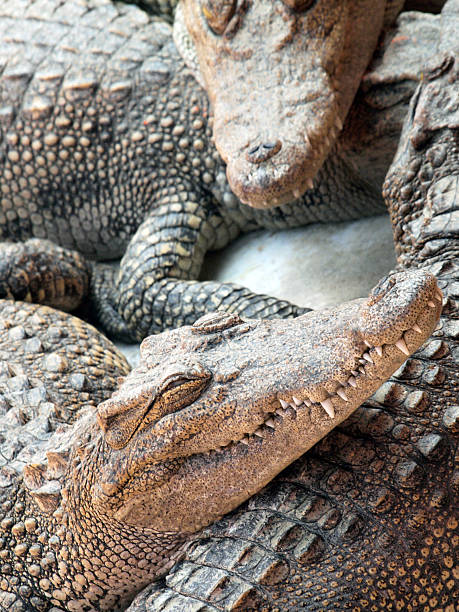 istock Crocodiles close up in Thailand 474183208