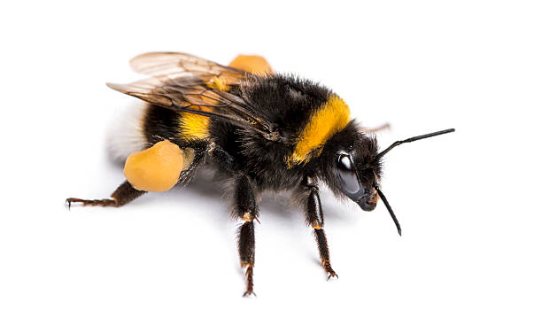 Buff-tailed bumblebee, Bombus terrestris, isolated on white Buff-tailed bumblebee, Bombus terrestris, isolated on white bumblebee stock pictures, royalty-free photos & images