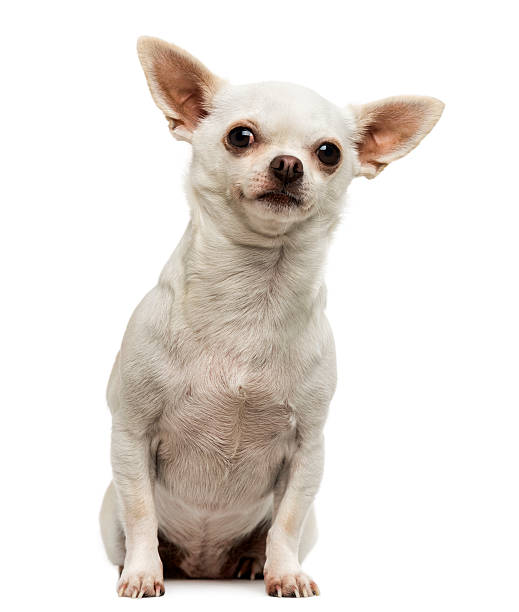 istock Chihuahua sitting, looking curious, isolated on white 474183451