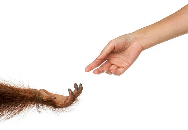 Bornean orangutan and human hands reaching at each other
