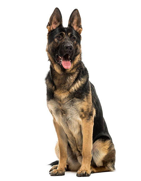 istock Belgian shepherd dog panting, sitting, 15 months old, isolated 474183505