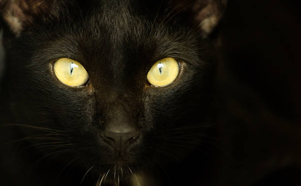 istock Halloween black cat with yellow eyes 474183678