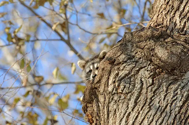 Raccoon in tree with blue sky