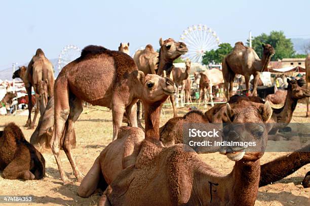 Kamel In Pushkar Fair Stockfoto und mehr Bilder von Asiatischer und Indischer Abstammung - Asiatischer und Indischer Abstammung, Bundesstaat Rajasthan, Fotografie