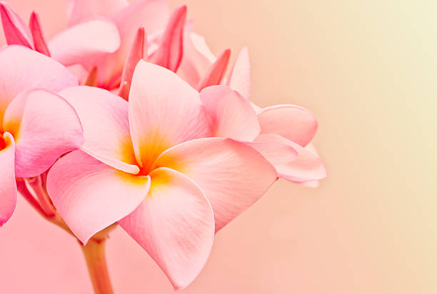 istock Pink and yellow Plumeria spp. 474184394